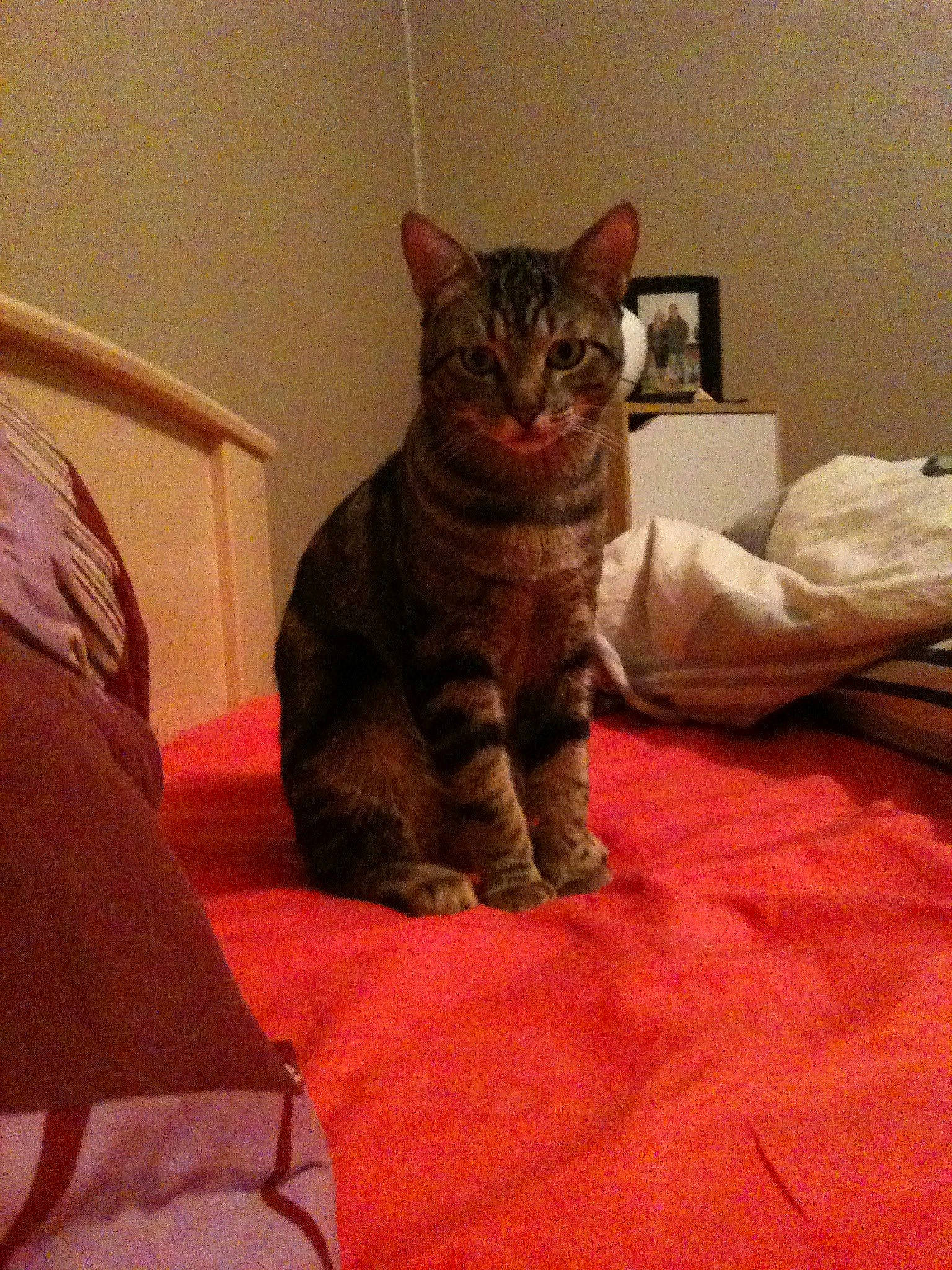 Smoky a rejoint le concours — aidez-le/la à gagner de superbes lots ! bed, carnivore, cat, claw, comfort, domestic_short_haired_cat, eye, fawn, felidae, flooring, fur, linens, paw, sitting, small_to_medium_sized_cats, snout, tail, terrestrial_animal, vertebrate, whiskers