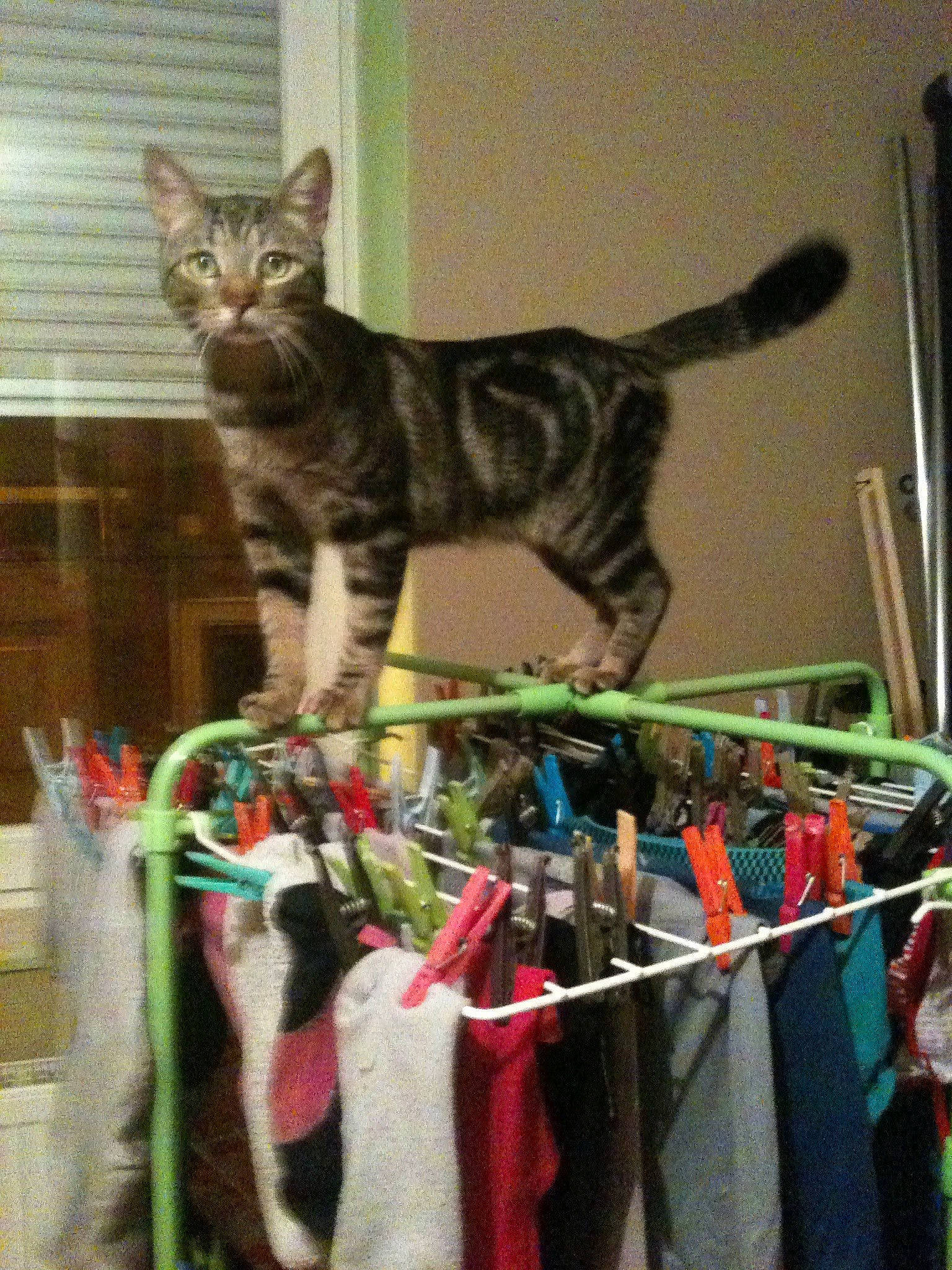 Smoky participe au concours pour gagner de l'argent avec cette photo : carnivore, cat, clothes_hanger, domestic_short_haired_cat, felidae, fur, room, small_to_medium_sized_cats, tail, whiskers