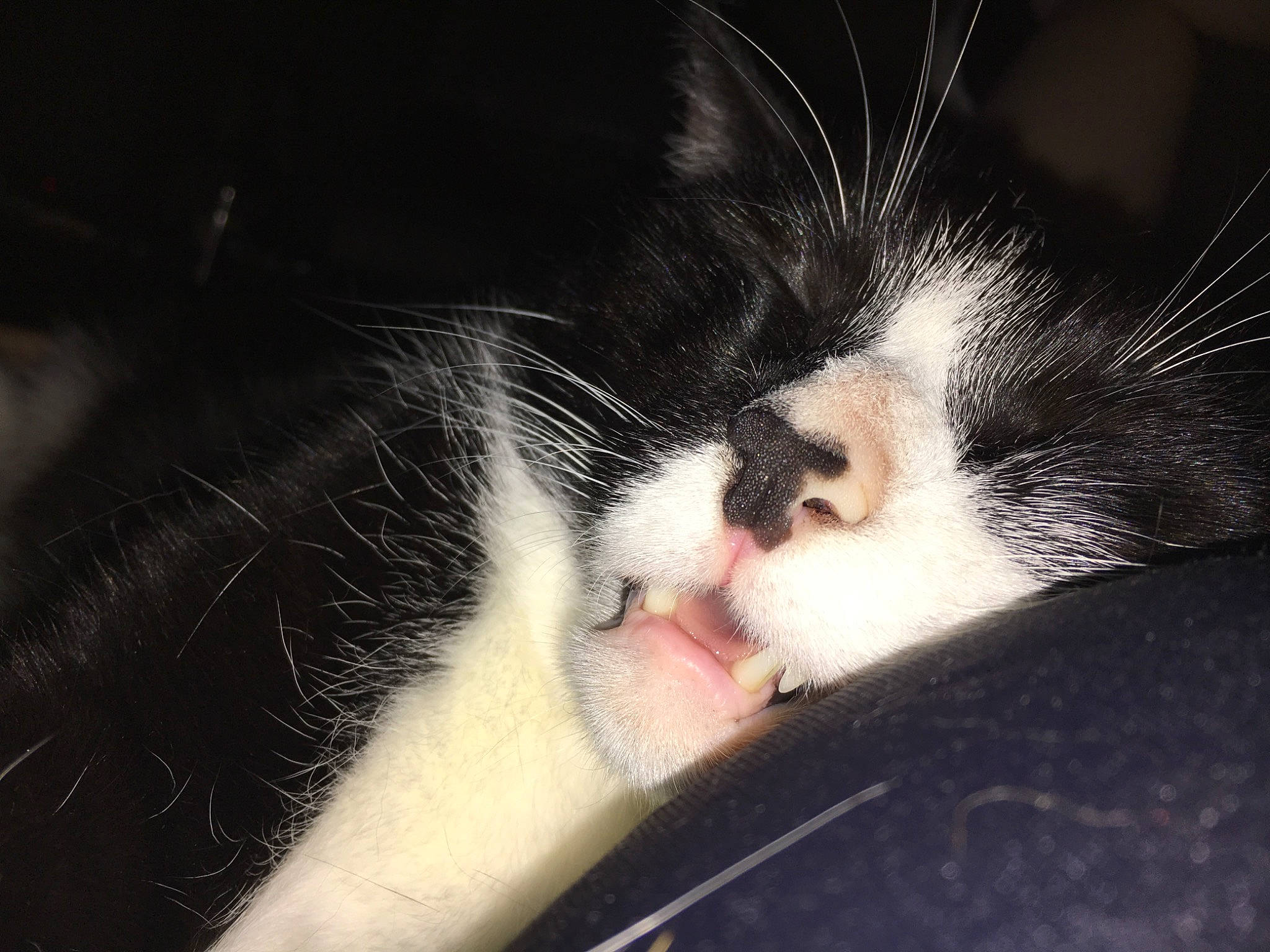 Iko a rejoint le concours — aidez-le/la à gagner de superbes lots ! automotive_exterior, carnivore, cat, claw, comfort, domestic_short_haired_cat, eye, felidae, fur, head, human_body, leg, nap, paw, sky, small_to_medium_sized_cats, snout, tail, whiskers, window