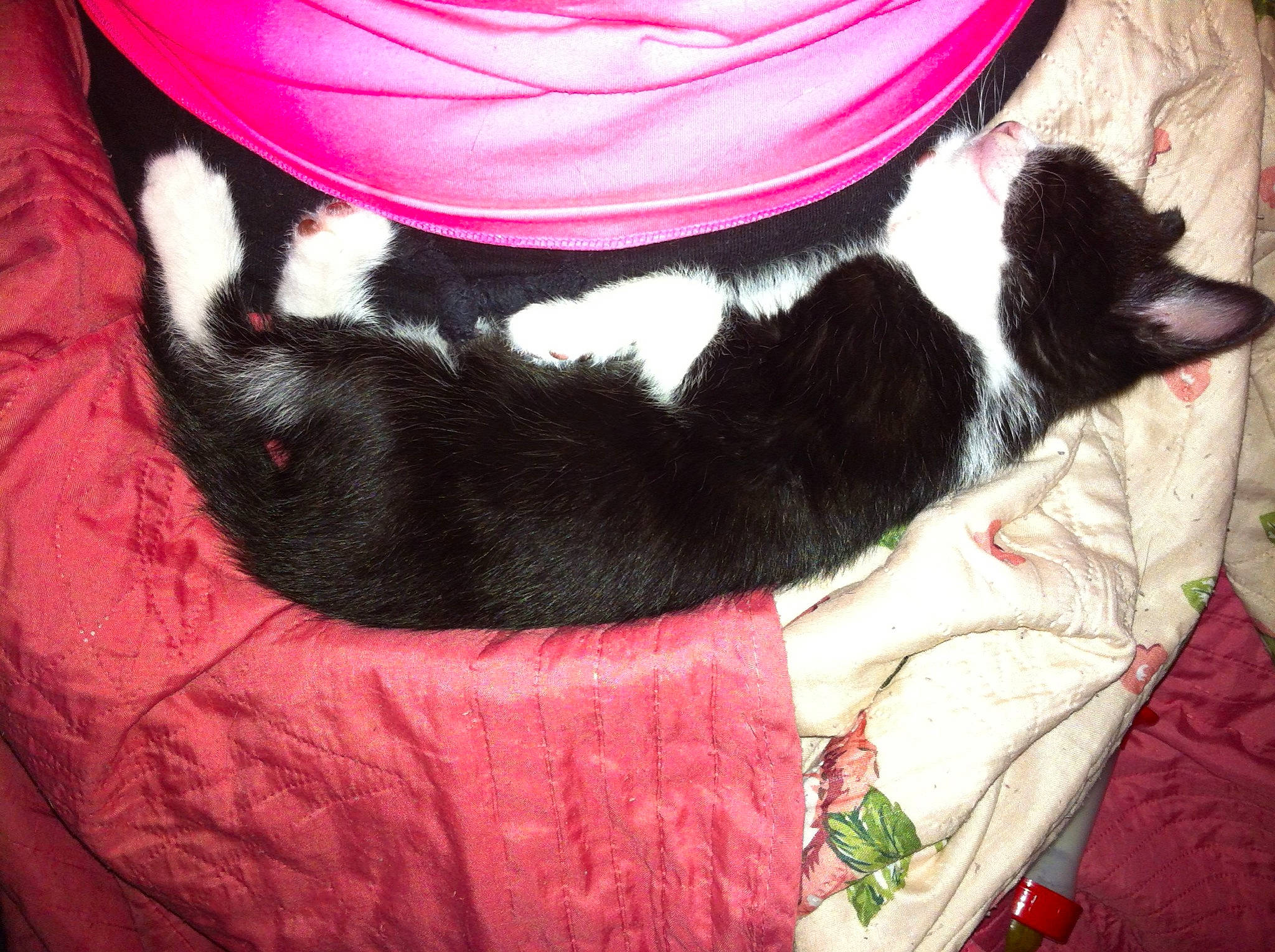 Iko participe au concours pour gagner de l'argent avec cette photo : black, carnivore, cat, collar, comfort, companion_dog, costume_hat, dog_breed, dog_supply, felidae, hat, magenta, pattern, pink, plant, red, small_to_medium_sized_cats, tail, textile, whiskers