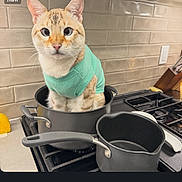 Theo joined the competition — help win amazing prizes! animal, brick_wall, cat, cooking, cookware, ears, eyes, feline, funny, green_shirt, indoors, kitchen, pet, photograph, portrait, pot, sitting, stovetop, tile, whiskers