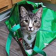 William is registered to the contest to win money with this photo: animal, cat, closeup, collar, curious, cute, domestic_cat, ears, eyes, flooring, fur, green_bag, household, indoor, pets, playful, resting, tabby, whiskers, wooden_floor