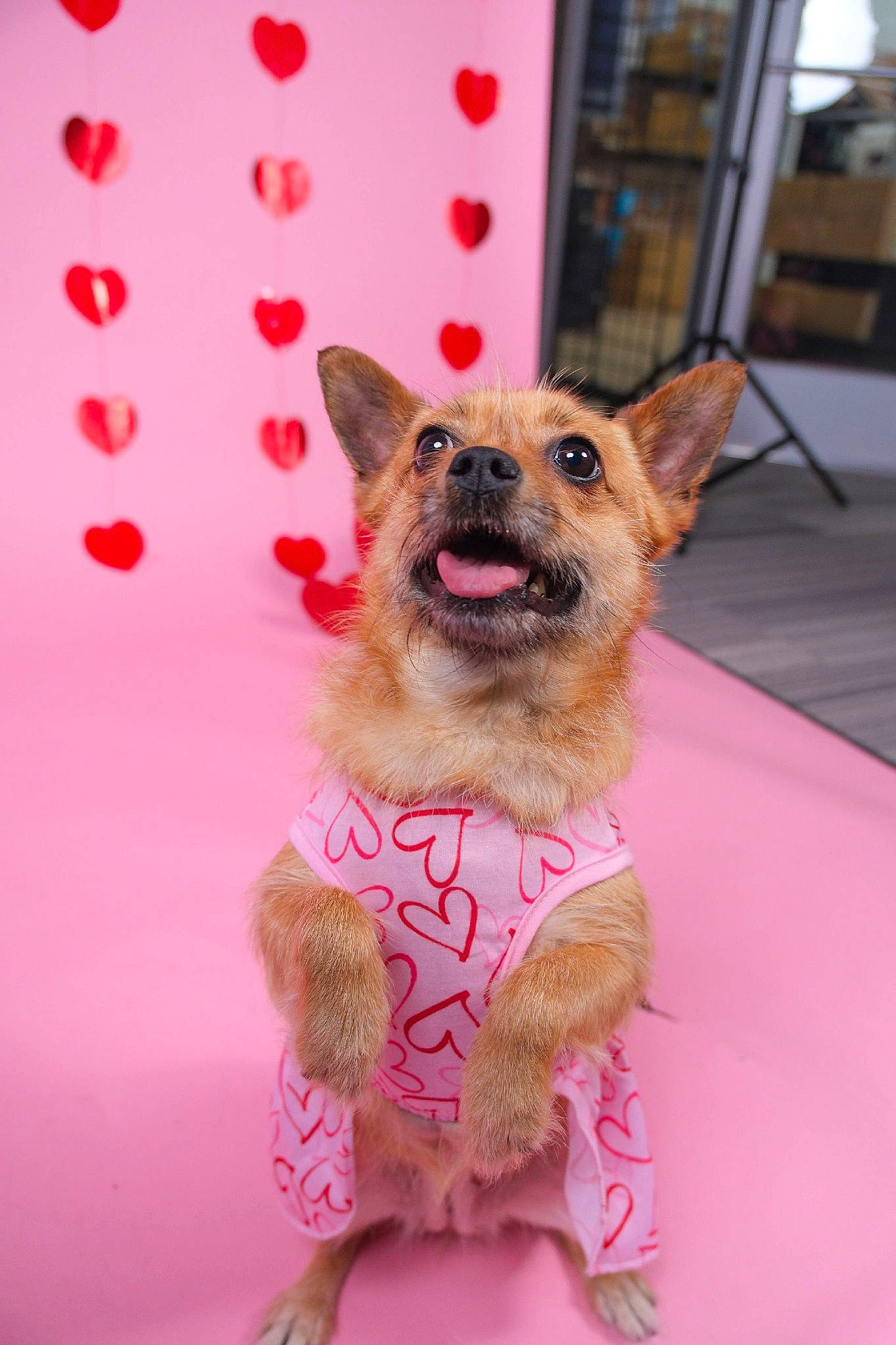 Precious is registered to the contest to win money with this photo: canidae, carnivore, chihuahua, collar, companion_dog, dog, dog_breed, dog_clothes, dog_collar, dog_supply, fashion_accessory, fawn, fur, magenta, party_hat, pet_supply, pink, snout, toy_dog, whiskers