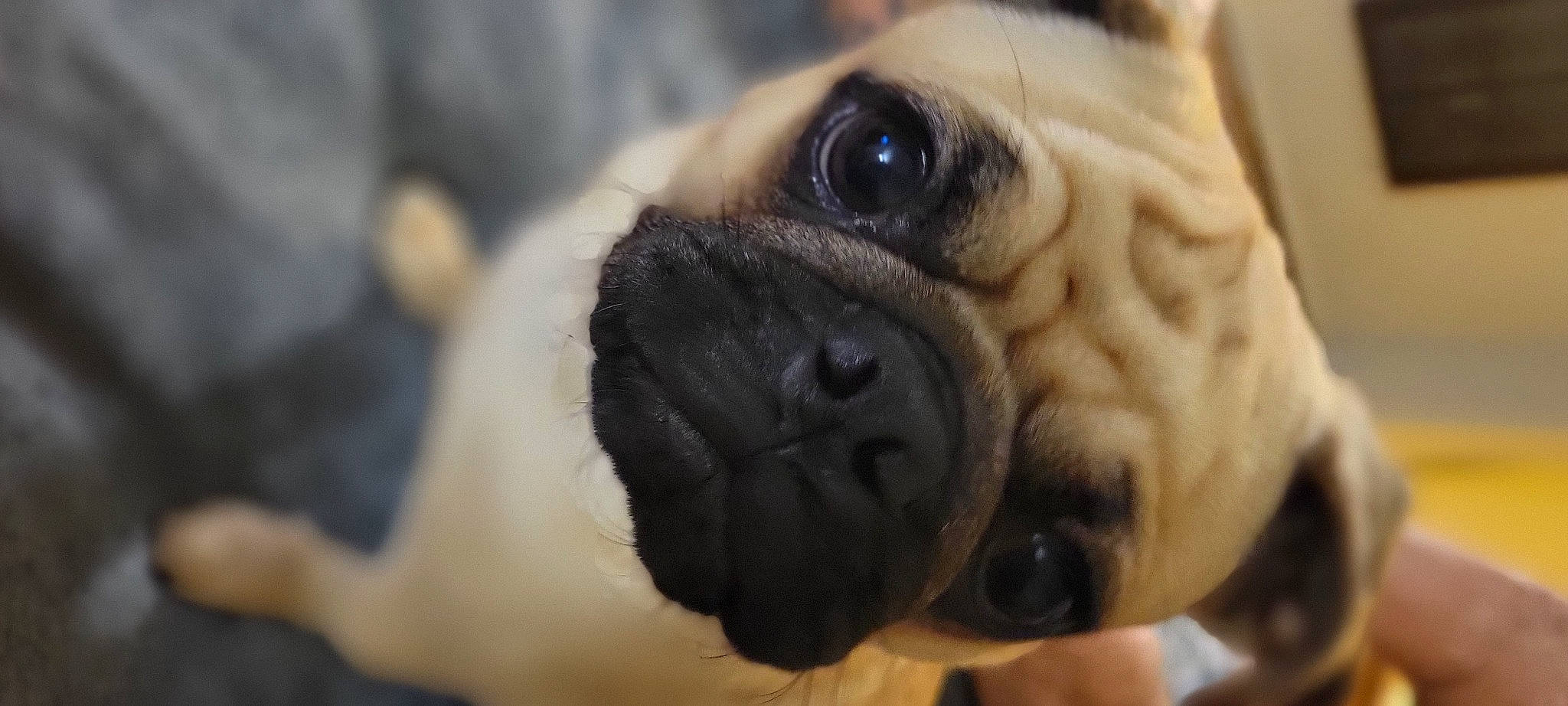 Petey joined the competition — help win amazing prizes! canidae, carnivore, close_up, companion_dog, dog, dog_breed, eye, fawn, fur, head, non_sporting_group, pug, puppy, snout, sporting_group, terrestrial_animal, toy_dog, whiskers, working_animal, wrinkle