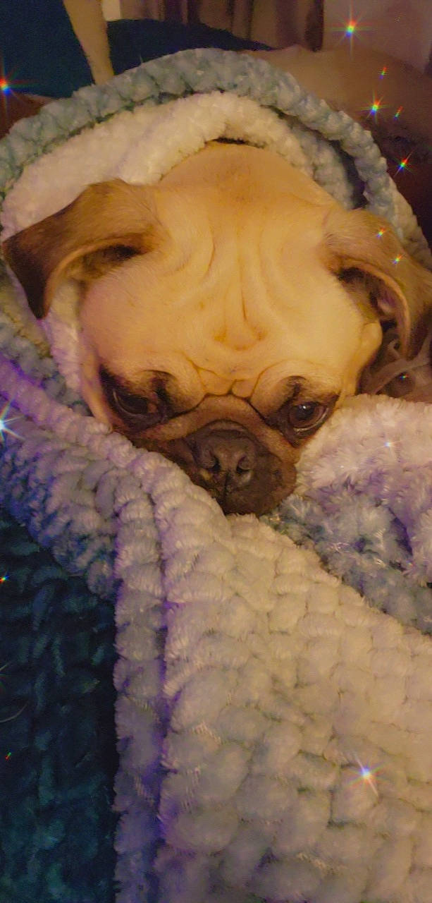 Petey joined the competition — help win amazing prizes! canidae, carnivore, comfort, companion_dog, dog, dog_breed, ear, fawn, fur, jaw, linens, nap, pug, snout, sporting_group, terrestrial_animal, toy_dog, whiskers, working_animal, wrinkle