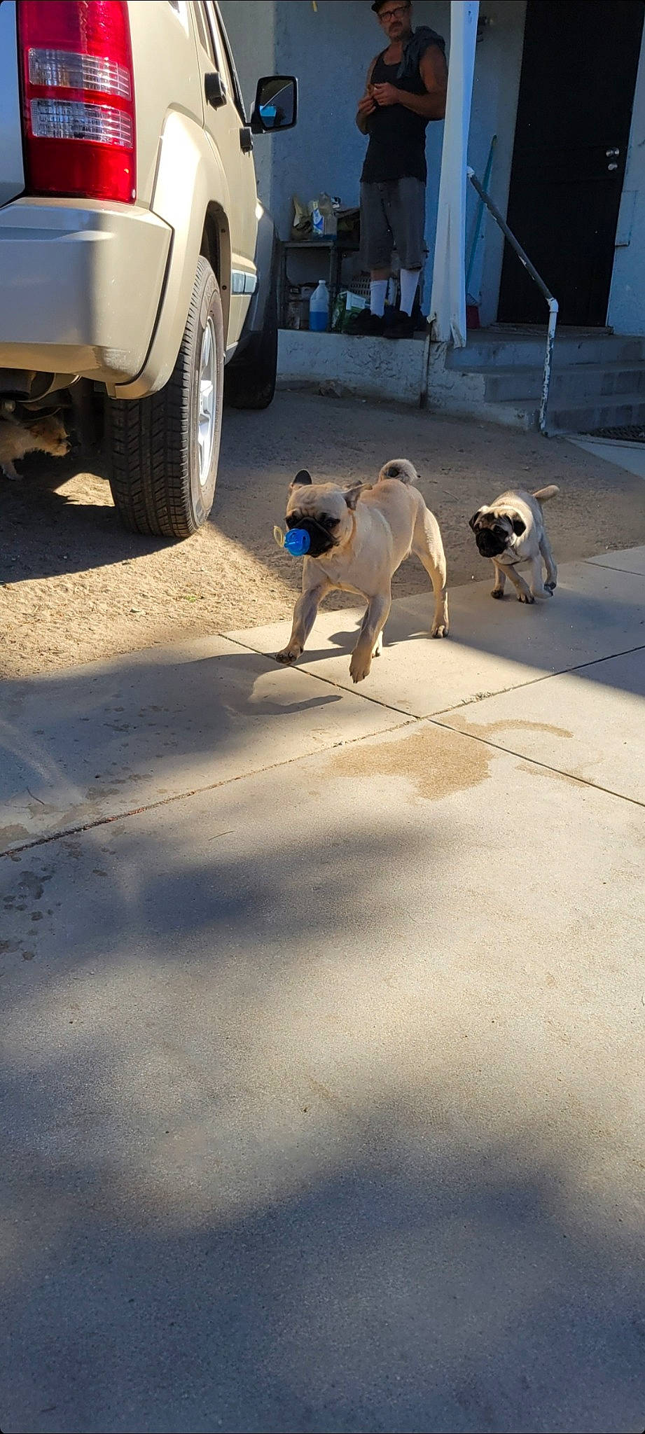 Petey is registered to the contest to win money with this photo: asphalt, automotive_exterior, automotive_tire, composite_material, concrete, dog, fender, flooring, landscape, mammal, motor_vehicle, road, road_surface, sidewalk, synthetic_rubber, tire, tread, vehicle, vertebrate, wheel