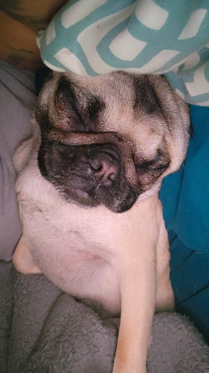 Coraline is registered to the contest to win money with this photo: carnivore, companion_dog, dog, dog_breed, ear, fawn, fur, non_sporting_group, pug, snout, sporting_group, toy_dog, whiskers, working_animal, wrinkle