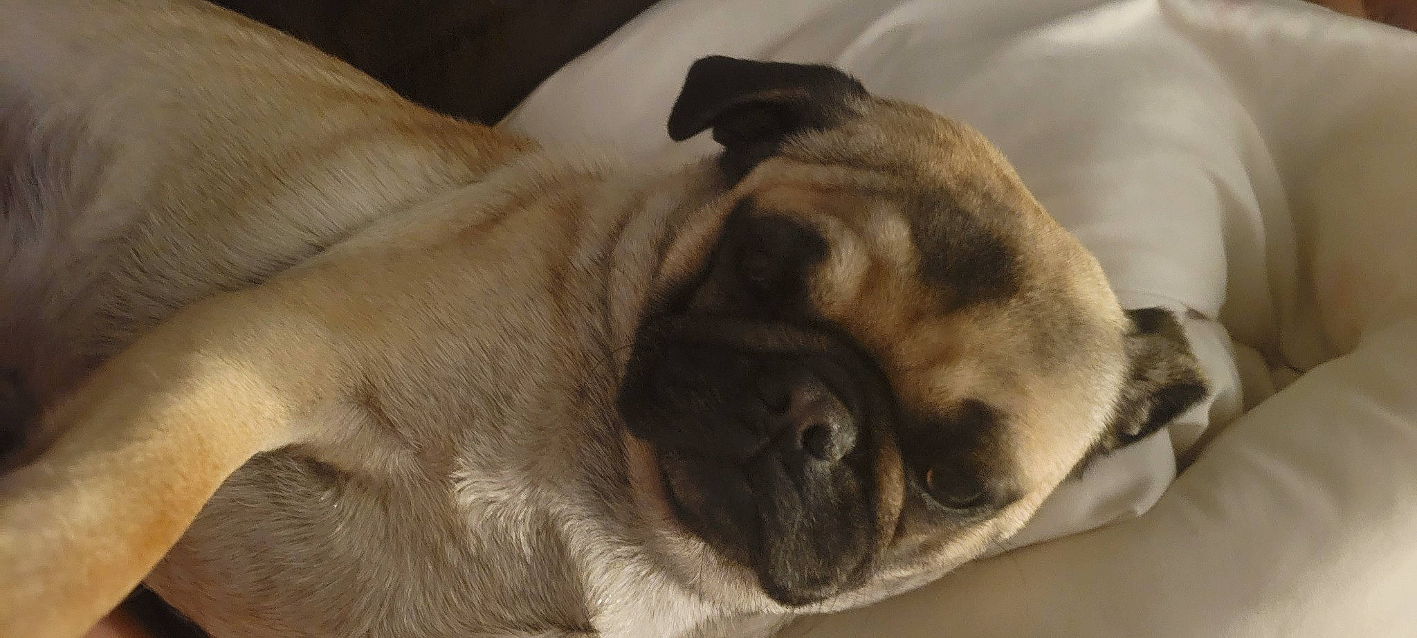 Coraline is registered to the contest to win money with this photo: canidae, carnivore, comfort, companion_dog, dog, dog_breed, ear, fawn, fur, nap, non_sporting_group, paw, pug, snout, sporting_group, terrestrial_animal, toy_dog, whiskers, working_animal, wrinkle
