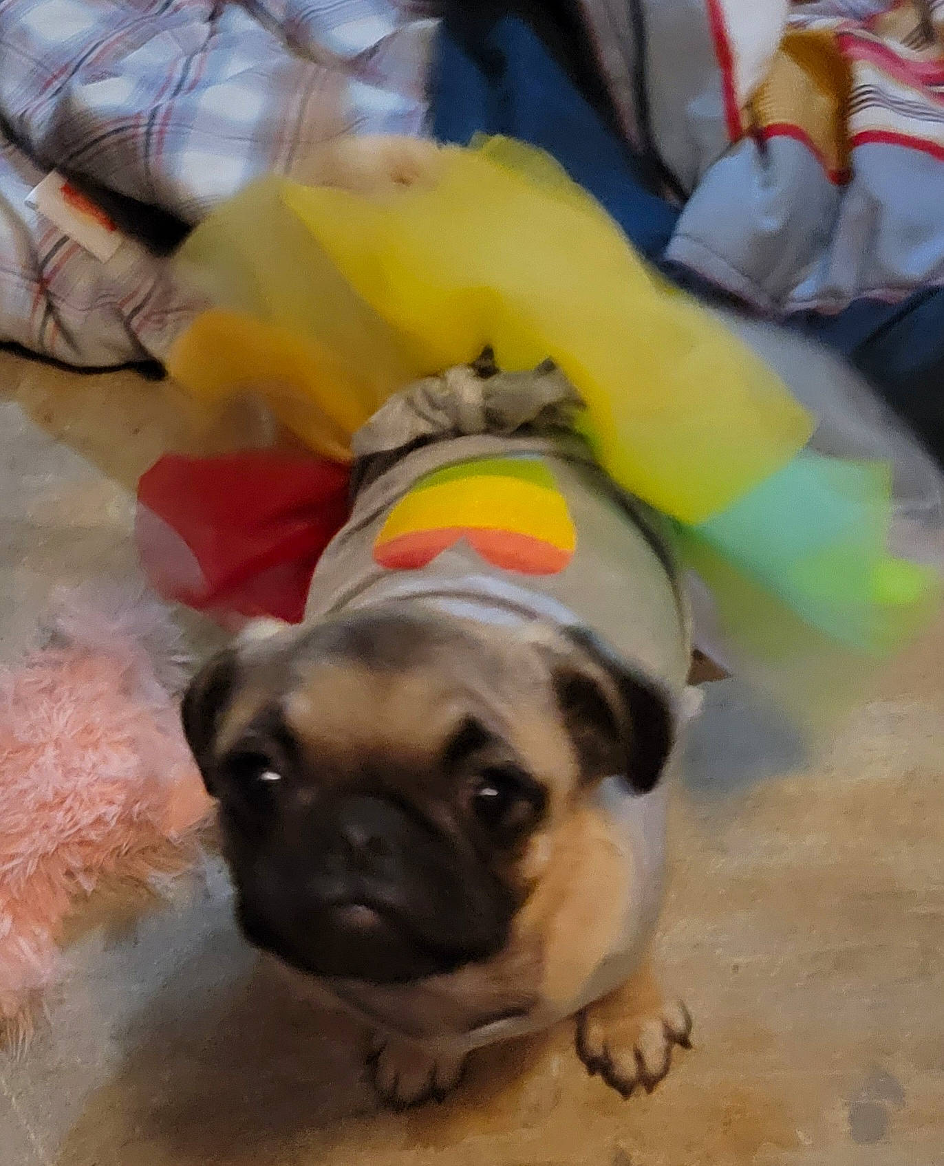 Coraline is registered to the contest to win money with this photo: ancient_dog_breeds, canidae, carnivore, companion_dog, dog, dog_breed, dog_clothes, dog_supply, fawn, flooring, non_sporting_group, pug, puppy, puppy_love, snout, sporting_group, toy_dog, working_animal, wrinkle