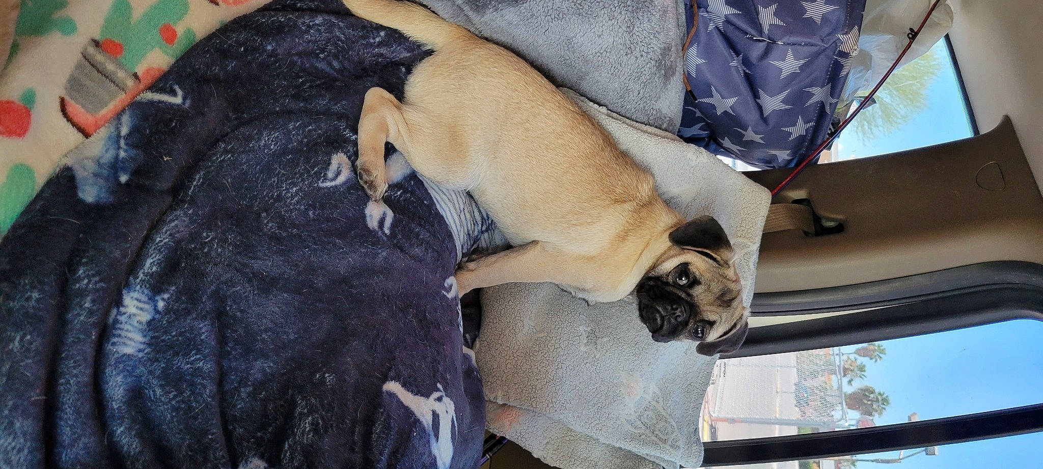Coraline is registered to the contest to win money with this photo: canidae, carnivore, comfort, companion_dog, dog, dog_breed, fawn, felidae, fur, guard_dog, nap, non_sporting_group, pug, puppy, sleep, sporting_group, tail