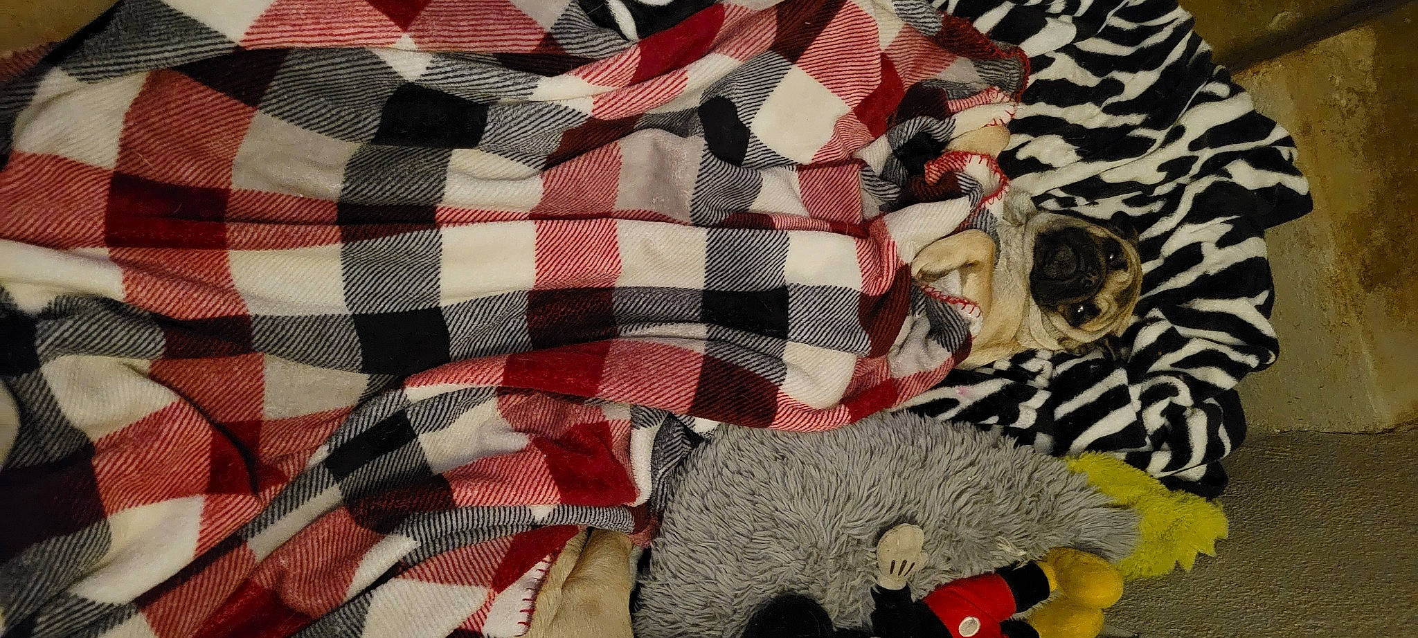 Coraline is registered to the contest to win money with this photo: art, carmine, collar, fashion_accessory, flag_of_the_united_states, fur, hat, linens, pattern, plaid, rectangle, red, sleeve, sunglasses, tartan, textile, wool, woolen, woven_fabric