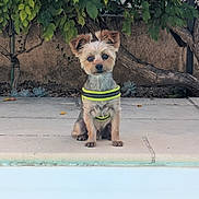 Roméo participe au concours pour gagner de l'argent avec cette photo : dog, yorkshire_terrier, small_dog, pet, poolside, swimming_pool, outdoor, garden, backyard, harness, sitting, portrait, fur, fluffy, ears, leash, concrete, greenery, succulents, blue_water