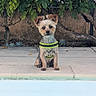 dog, yorkshire_terrier, small_dog, pet, poolside, swimming_pool, outdoor, garden, backyard, harness, sitting, portrait, fur, fluffy, ears, leash, concrete, greenery, succulents, blue_water