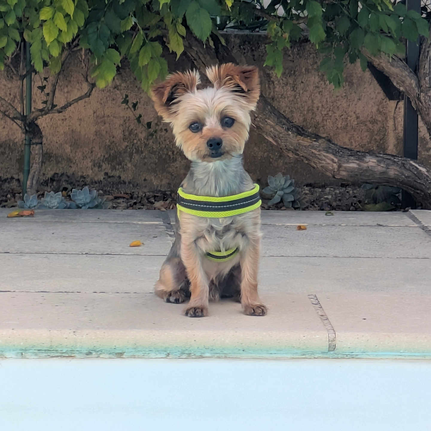 Roméo participe au concours pour gagner de l'argent avec cette photo : dog, yorkshire_terrier, small_dog, pet, poolside, swimming_pool, outdoor, garden, backyard, harness, sitting, portrait, fur, fluffy, ears, leash, concrete, greenery, succulents, blue_water