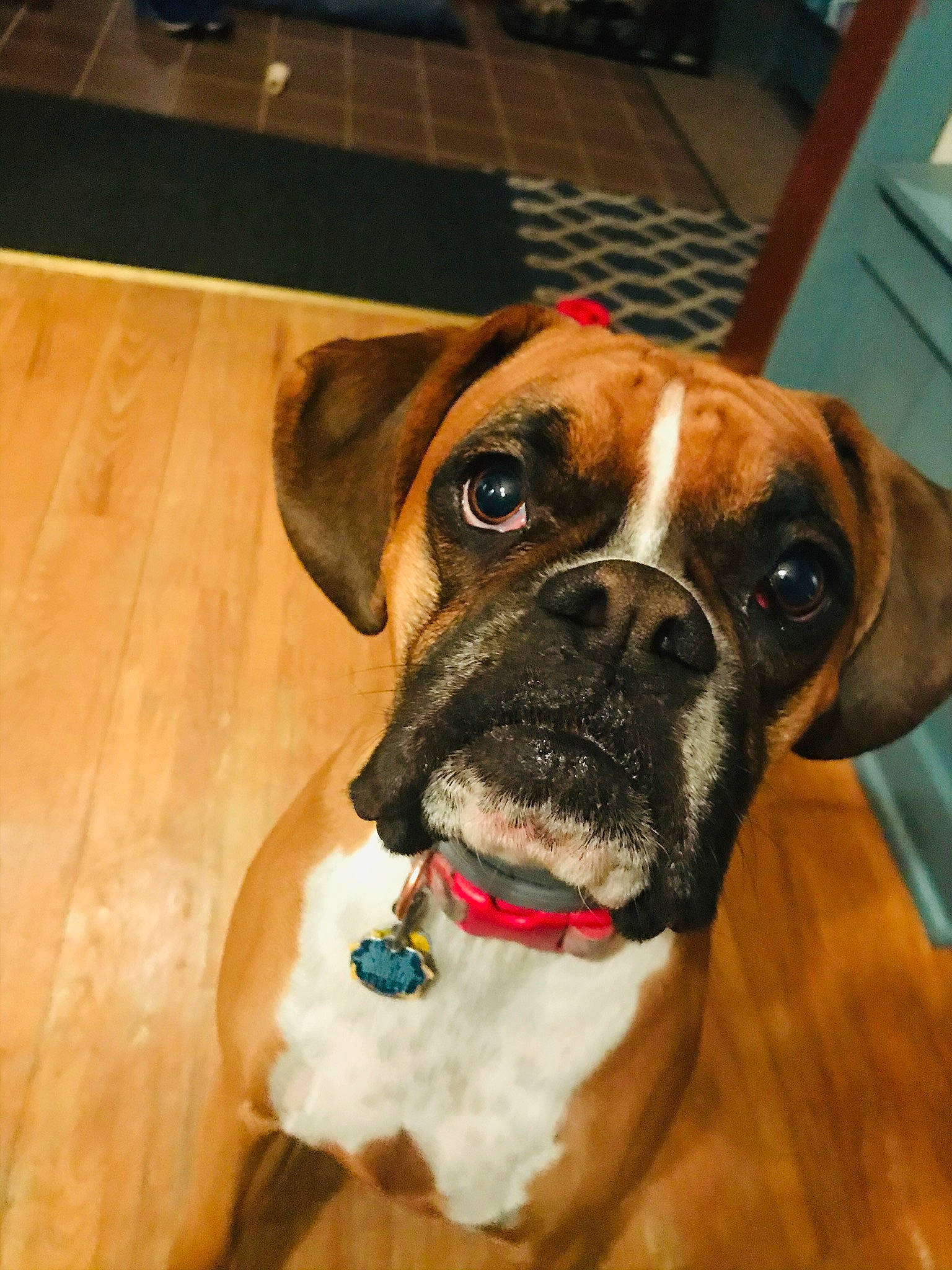 Bella is registered to the contest to win money with this photo: american_mastiff, boxer, bullmastiff, canidae, carnivore, companion_dog, dog, dog_breed, dog_collar, english_mastiff, fawn, mammal, puggle, rare_breed_dog, snout, sporting_group, valley_bulldog, vertebrate, whiskers, working_dog
