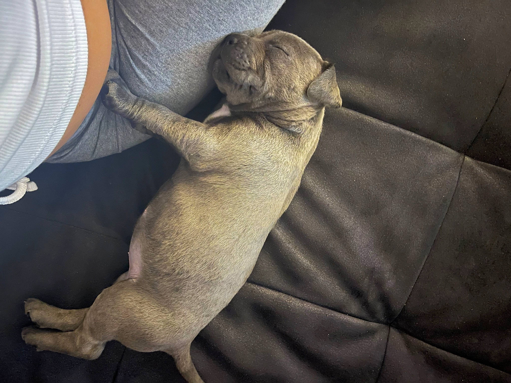 Cali a rejoint le concours — aidez-le/la à gagner de superbes lots ! armrest, barefoot, car_seat, comfort, elbow, foot, gesture, grey, human_leg, knee, linens, nail, paw, tail, textile, thigh, thumb, working_animal, wrinkle, wrist