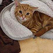 Nacho joined the competition — help win amazing prizes! abyssinian, animal, blanket, cat, kitten, manx, person, pet, quilt, sleeping, towel