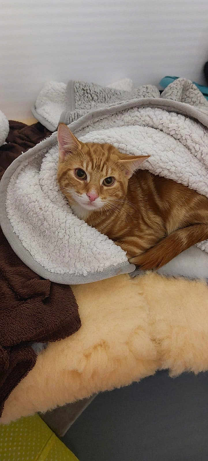 Nacho joined the competition — help win amazing prizes! abyssinian, animal, blanket, cat, kitten, manx, person, pet, quilt, sleeping, towel
