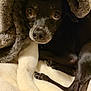 animal, black_dog, blanket, close_up, comfort, companion, cozy, cute, dog, fleece, fur, indoors, paw, pet, relaxed, resting, sleepy, snuggled, soft_texture, warm