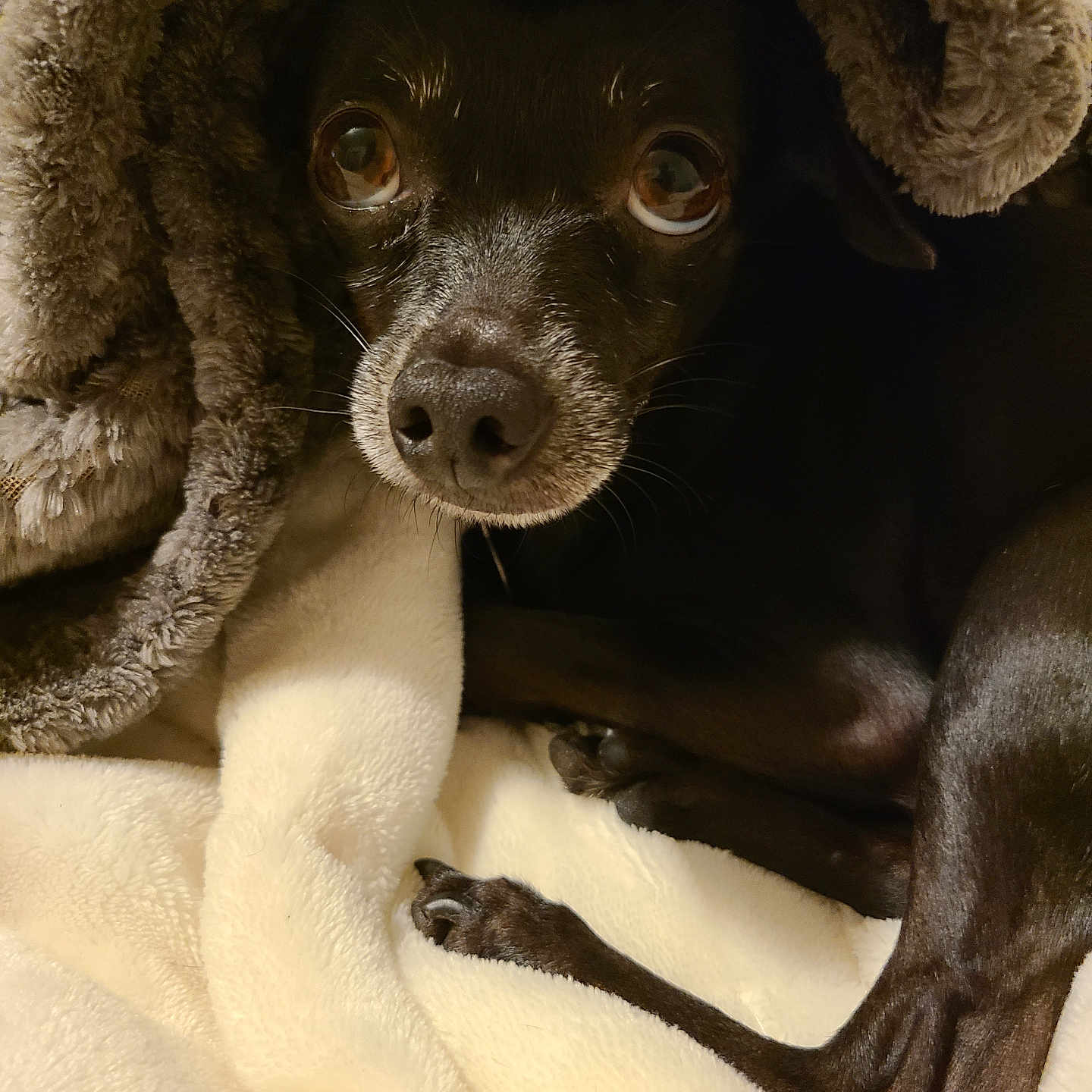 Bandit is registered to the contest to win money with this photo: animal, black_dog, blanket, close_up, comfort, companion, cozy, cute, dog, fleece, fur, indoors, paw, pet, relaxed, resting, sleepy, snuggled, soft_texture, warm