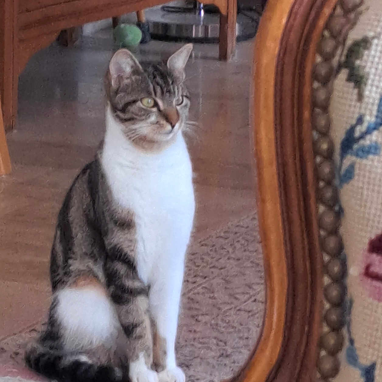 Nougat a rejoint le concours — aidez-le/la à gagner de superbes lots ! animal, cat, cozy, curious, domestic, ears, eyes, feline, floor, green_ball, indoor, mirror_frame, pet, rug, sitting, tabby, tail, whiskers, white_paws, wooden_furniture