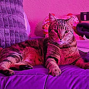 Cubby joined the competition — help win amazing prizes! animal, cat, cozy, cute, domestic_cat, eyes, feline, fur, gray_pillow, indoor, pet, pink_lighting, portrait, purple_blanket, purple_tone, relaxed, resting, soft_texture, tabby_cat, whiskers