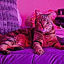 animal, cat, cozy, cute, domestic_cat, eyes, feline, fur, gray_pillow, indoor, pet, pink_lighting, portrait, purple_blanket, purple_tone, relaxed, resting, soft_texture, tabby_cat, whiskers
