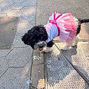 Beauty is registered to the contest to win money with this photo: dog, black_and_white, tutu, pink, clothing, leash, sidewalk, concrete, metal_grate, outdoor, pet, cute, small_dog, pavement, sunlight, shadow, walking, animal, fluffy, curious