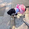 dog, black_and_white, tutu, pink, clothing, leash, sidewalk, concrete, metal_grate, outdoor, pet, cute, small_dog, pavement, sunlight, shadow, walking, animal, fluffy, curious