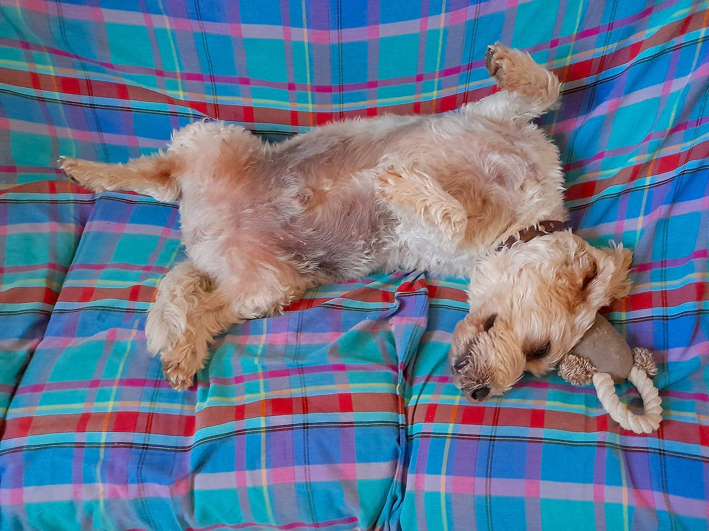 Loucky a rejoint le concours — aidez-le/la à gagner de superbes lots ! blue, canidae, carnivore, companion_dog, dog, dog_breed, dog_collar, dog_supply, fawn, foot, fur, liver, pattern, pet_supply, plaid, snout, sporting_group, tartan, terrier, working_animal