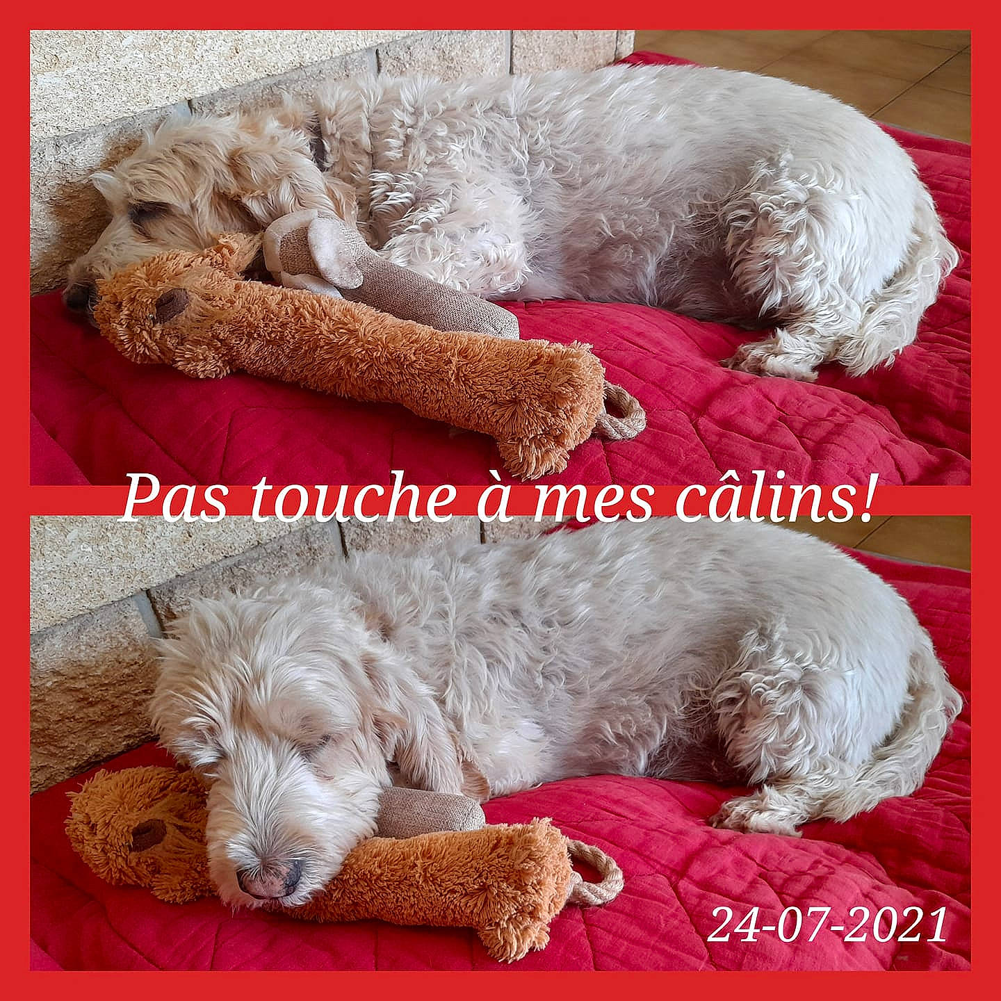 Loucky participe au concours pour gagner de l'argent avec cette photo : canidae, carnivore, comfort, companion_dog, dog, dog_breed, fur, mammal, non_sporting_group, poodle, rectangle, sporting_group, terrier, water_dog, working_animal