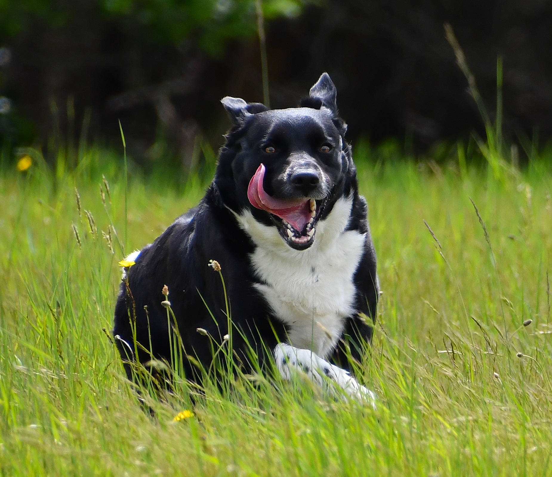 Opium a rejoint le concours — aidez-le/la à gagner de superbes lots ! art, ball, borador, carnivore, collar, companion_dog, dog, dog_breed, dog_collar, grass, grassland, pasture, plant, snout, sporting_group, sports_equipment, tail, whiskers, working_animal, working_dog