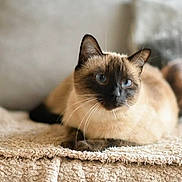 Kovu participe au concours pour gagner de l'argent avec cette photo : cat, siamese_cat, blue_eyes, animal, pet, feline, laying_down, blanket, texture, cozy, indoor, resting, whiskers, ears, fur, close_up, soft_focus, comfortable, domestic_animal, cute