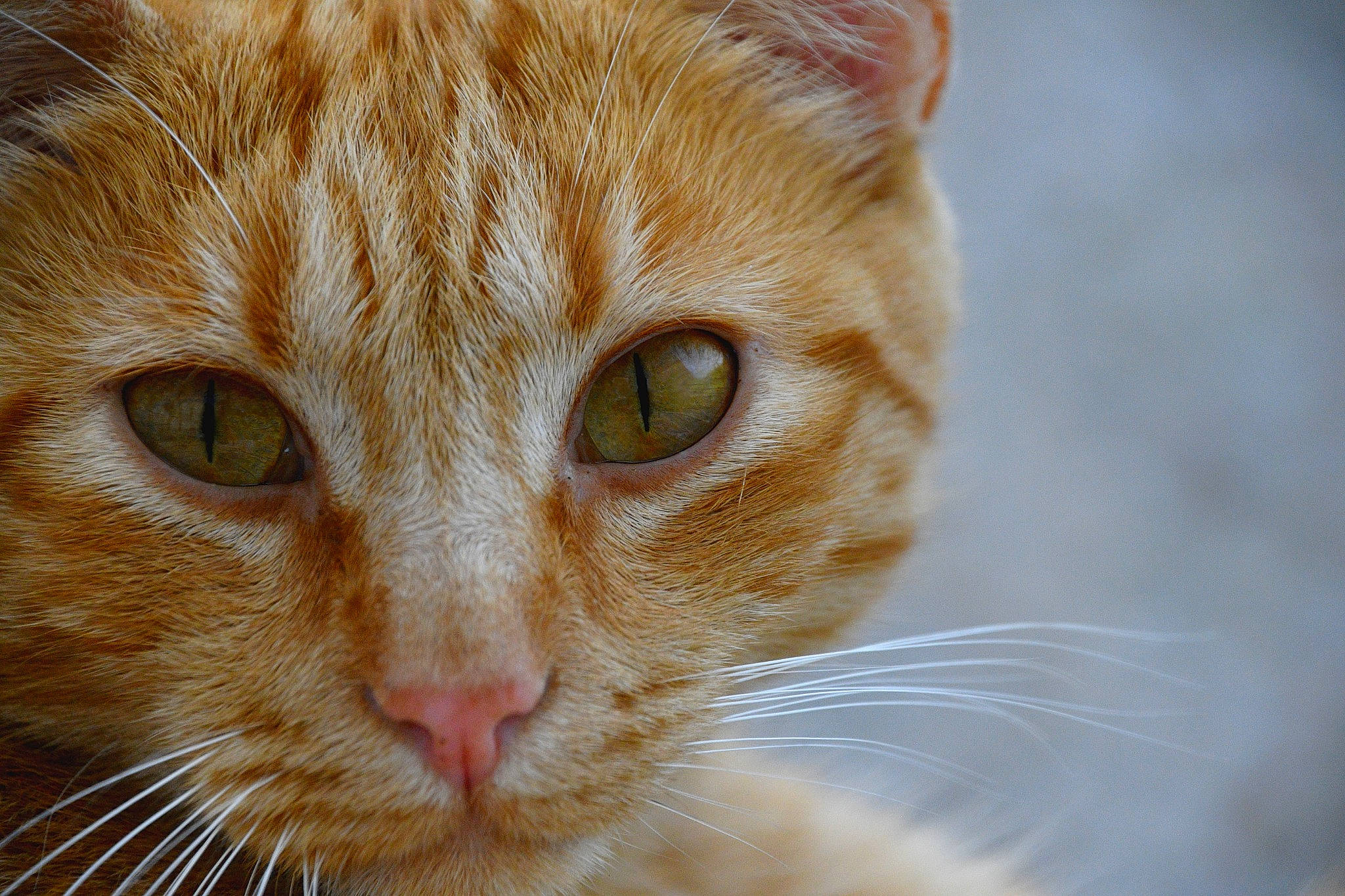 Curly a rejoint le concours — aidez-le/la à gagner de superbes lots ! carnivore, cat, close_up, domestic_short_haired_cat, ear, eye, eyelash, face, fawn, felidae, fur, head, human_body, paw, pet_supply, small_to_medium_sized_cats, snout, terrestrial_animal, whiskers, wildlife