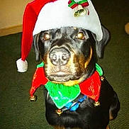 Jackson is registered to the contest to win money with this photo: dog, santa_hat, christmas, holiday, festive, black_dog, collar, jingle_bells, indoor, carpet, pet, animal, portrait, cute, costume, holiday_season, christmas_decor, festive_attire, flash_effect, celebration