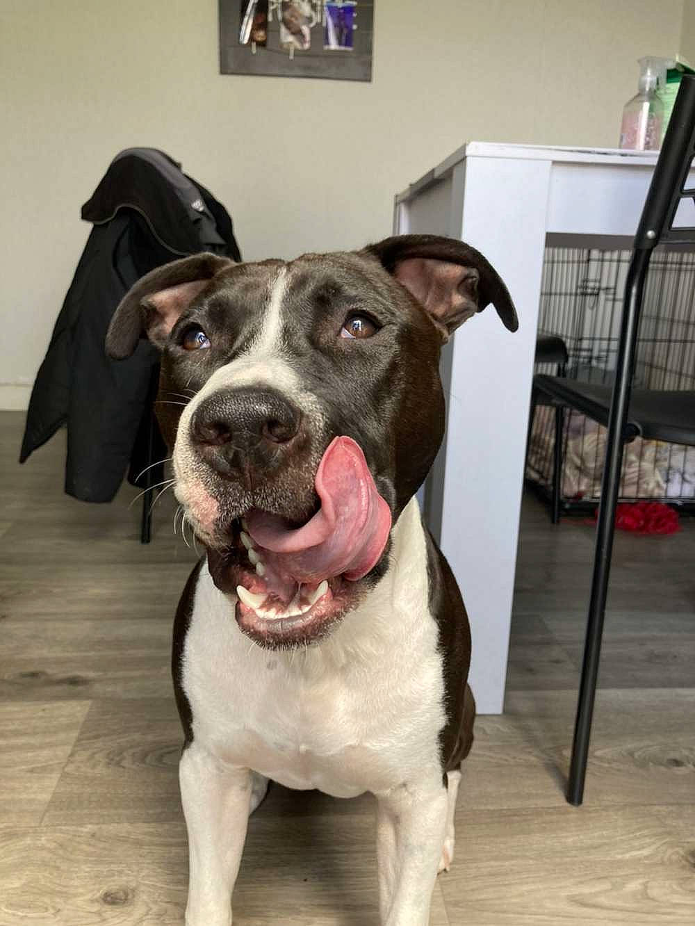 Tyron a rejoint le concours — aidez-le/la à gagner de superbes lots ! boston_terrier, canidae, carnivore, collar, companion_dog, dog, dog_breed, dog_collar, door, fawn, flooring, fur, leash, pet_supply, shelf, snout, sporting_group, whiskers, working_animal, working_dog