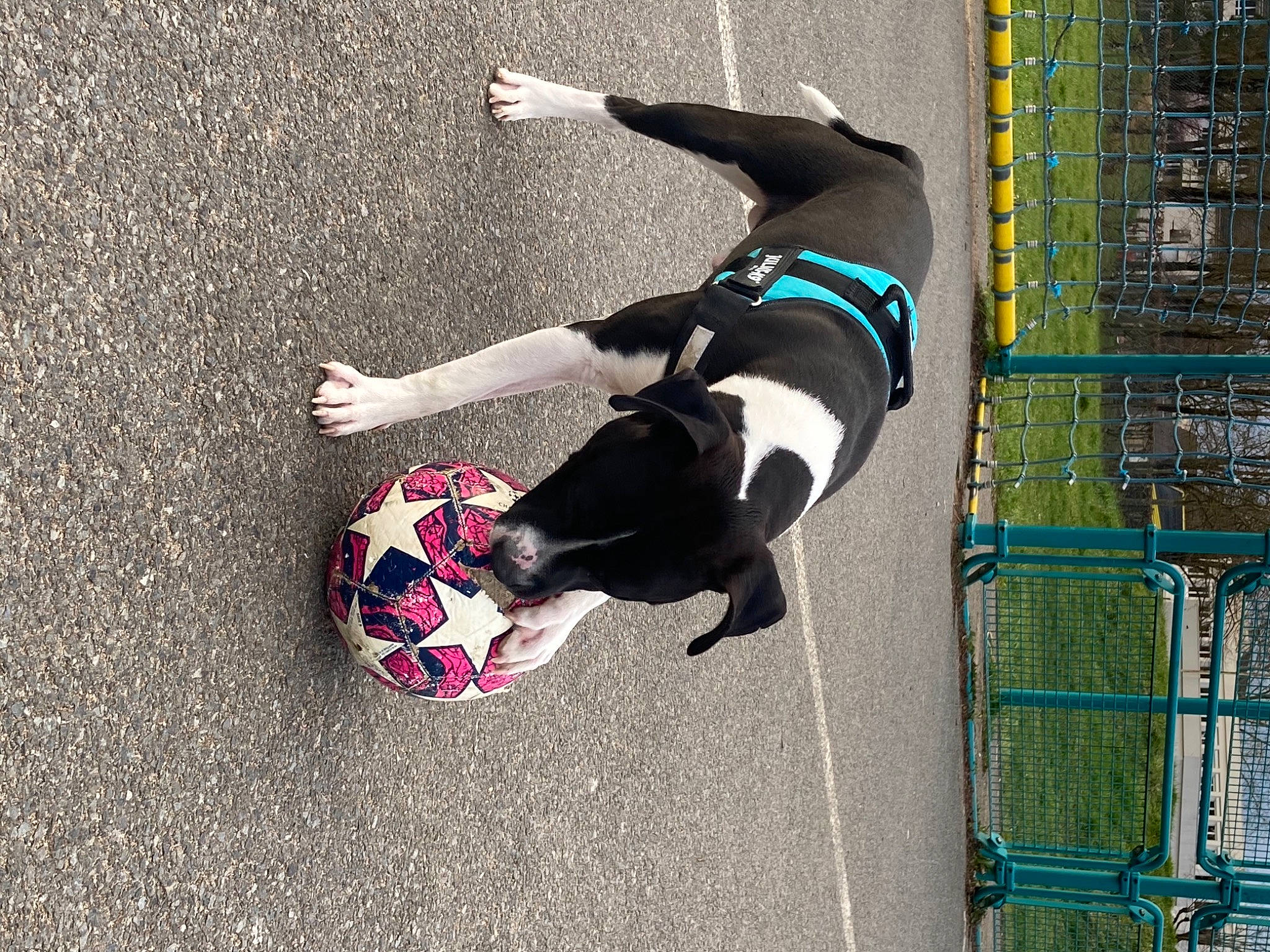 Tyron a rejoint le concours — aidez-le/la à gagner de superbes lots ! adventure, asphalt, ball, carmine, companion_dog, concrete, fun, grass, human_leg, knee, leisure, mesh, pattern, recreation, road_surface, sidewalk, sneakers, sports, sports_equipment, textile