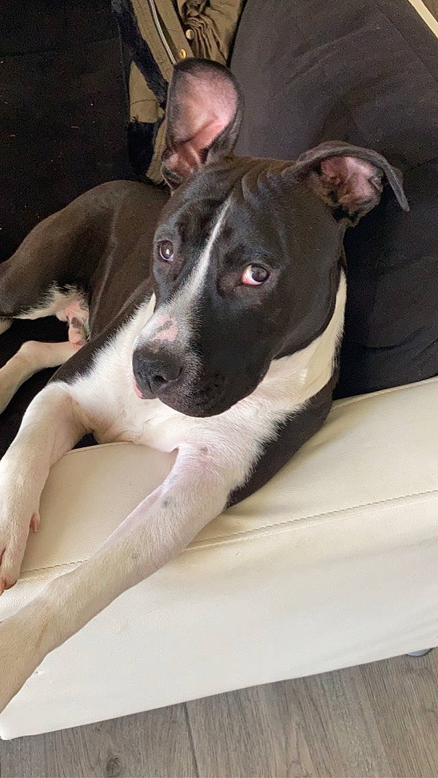 Tyron a rejoint le concours — aidez-le/la à gagner de superbes lots ! canidae, carnivore, collar, comfort, companion_dog, dog, dog_breed, fawn, human_leg, non_sporting_group, paw, snout, sporting_group, terrestrial_animal, whiskers, working_animal