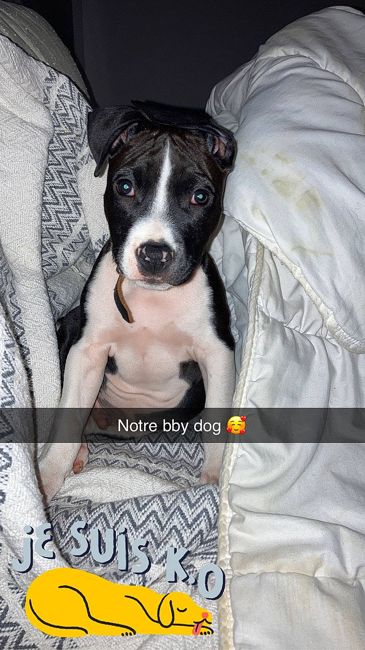 Tyron a rejoint le concours — aidez-le/la à gagner de superbes lots ! canidae, carnivore, collar, companion_dog, dog, dog_breed, dog_supply, font, linens, non_sporting_group, photo_caption, puppy, sleeve, snout, sporting_group, whiskers, working_animal