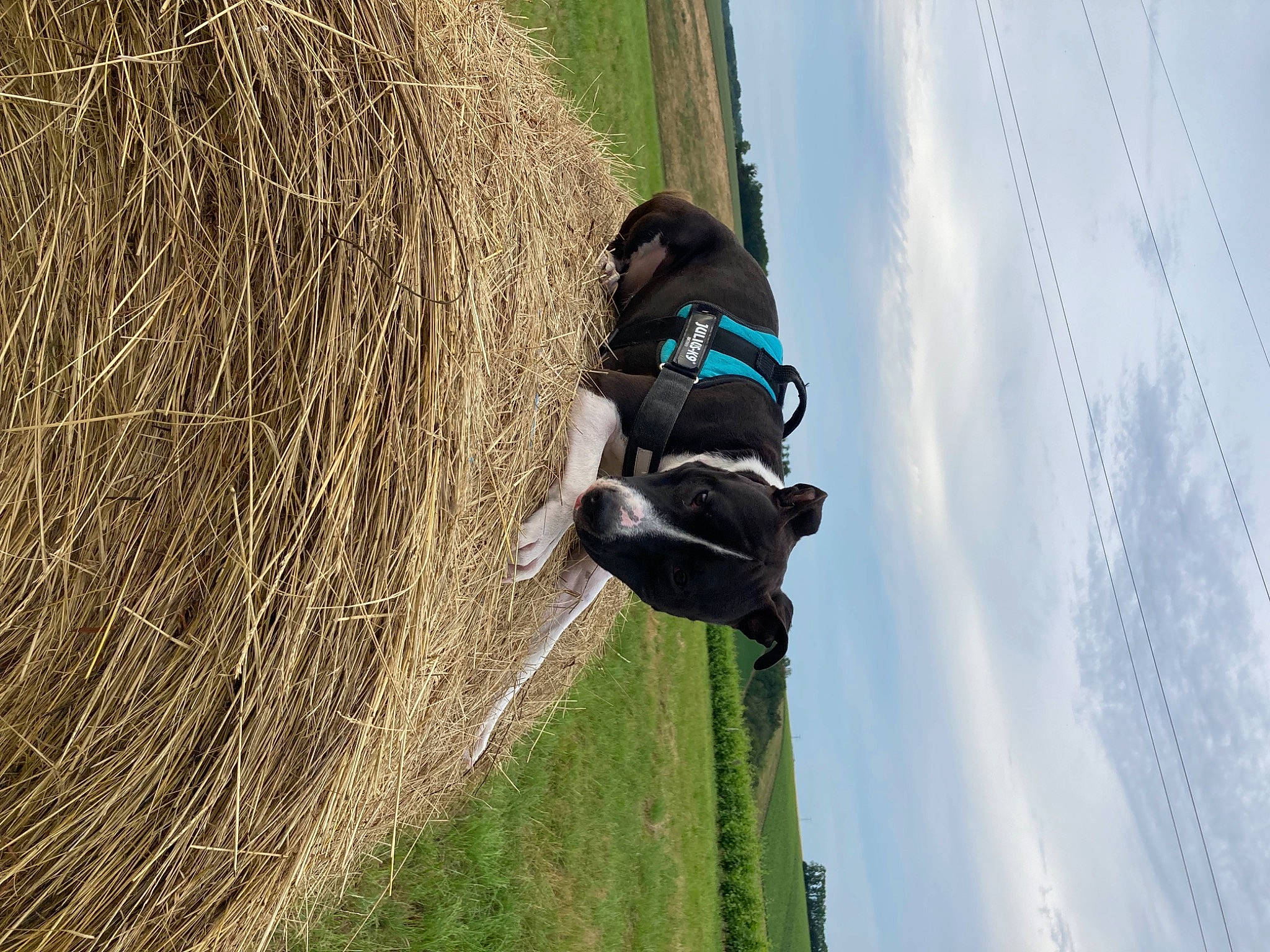 Tyron participe au concours pour gagner de l'argent avec cette photo : adventure, automotive_tire, cloud, extreme_sport, fun, grass, grassland, jeans, landscape, leisure, people_in_nature, plant, recreation, sky, soil, sport_climbing, tire, tree, wheel, wind
