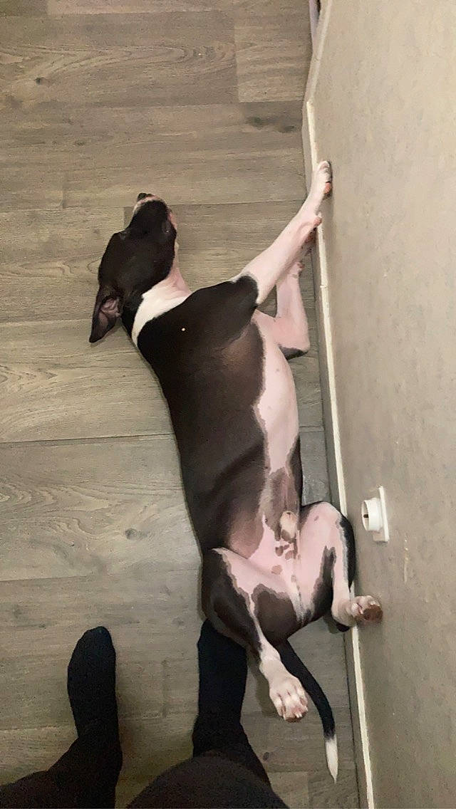 Tyron Et Shiva a rejoint le concours — aidez-le/la à gagner de superbes lots ! carnivore, comfort, companion_dog, dog, dog_breed, elbow, fawn, floor, flooring, foot, grey, hardwood, human_leg, knee, pet_supply, shadow, snout, tail, wood, working_animal