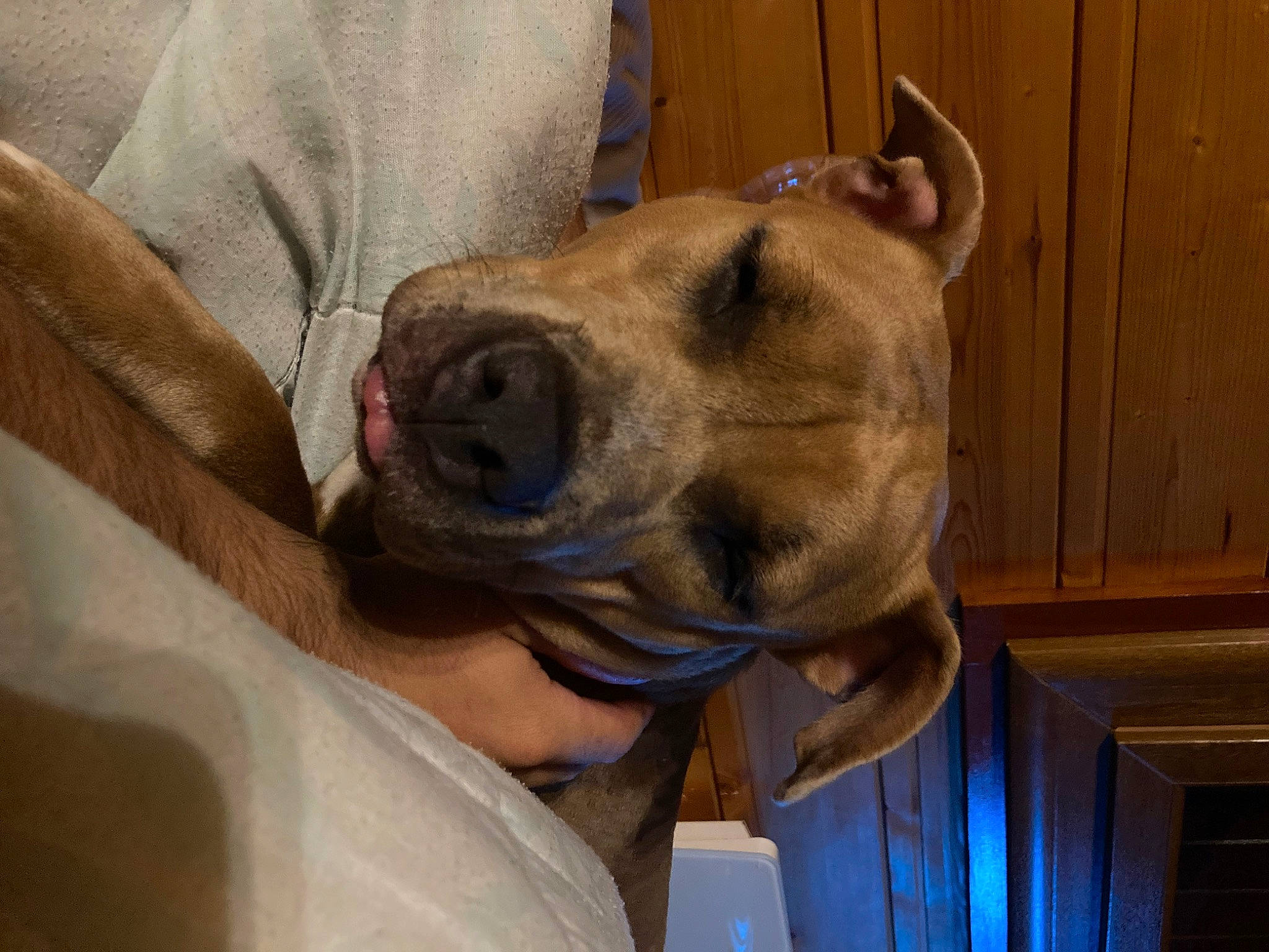 Tyron Et Shiva a rejoint le concours — aidez-le/la à gagner de superbes lots ! canidae, carnivore, collar, comfort, companion_dog, dog, dog_breed, dog_collar, ear, fawn, fur, giant_dog_breed, great_dane, guard_dog, jaw, snout, sporting_group, whiskers, wood, working_animal