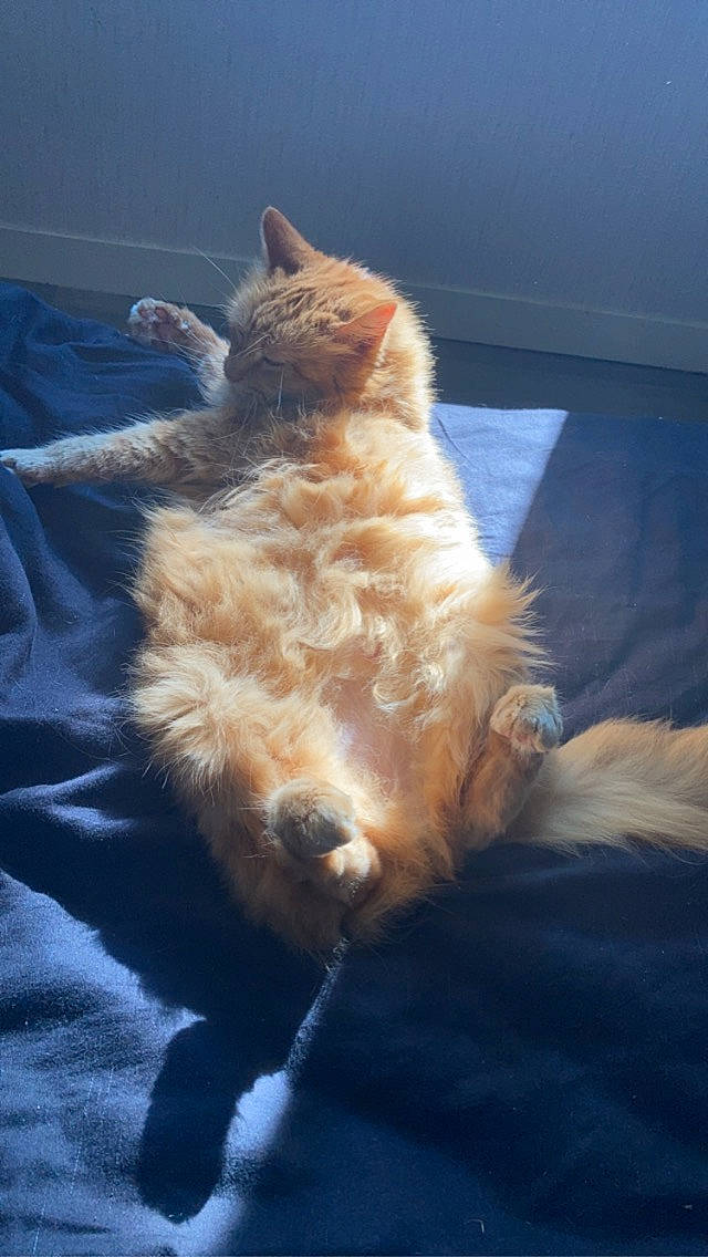 Pastel participe au concours pour gagner de l'argent avec cette photo : canidae, carnivore, cat, claw, domestic_short_haired_cat, fawn, felidae, flooring, fur, mammal, paw, plant, small_to_medium_sized_cats, snout, sporting_group, tail, tree, vertebrate, whiskers, wood