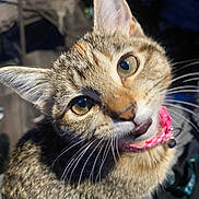 Kiki is registered to the contest to win money with this photo: animal, cat, closeup, collar, curious, cute, domestic, ears, eyes, face, feline, fur, indoor, mammal, pet, pink, playful, portrait, tabby, whiskers