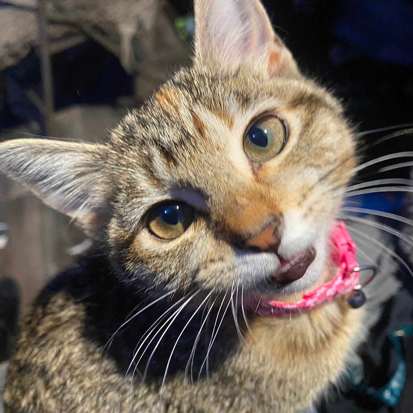 Kiki is registered to the contest to win money with this photo: animal, cat, closeup, collar, curious, cute, domestic, ears, eyes, face, feline, fur, indoor, mammal, pet, pink, playful, portrait, tabby, whiskers