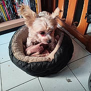 Tiago participe au concours pour gagner de l'argent avec cette photo : dog, puppy, small_dog, fluffy, white_fur, brown_fur, pet_bed, stuffed_toy, sleepy, sitting, indoors, bookshelf, books, wooden_furniture, tile_floor, home, cozy, portrait, animal, cute