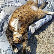 Snoopy participe au concours pour gagner de l'argent avec cette photo : cat, tabby, pet, animal, outdoor, sunlight, relaxed, stretching, cushion, pattern, fur, whiskers, paws, sleeping, closeup, concrete, nap, cute, domestic, mammal