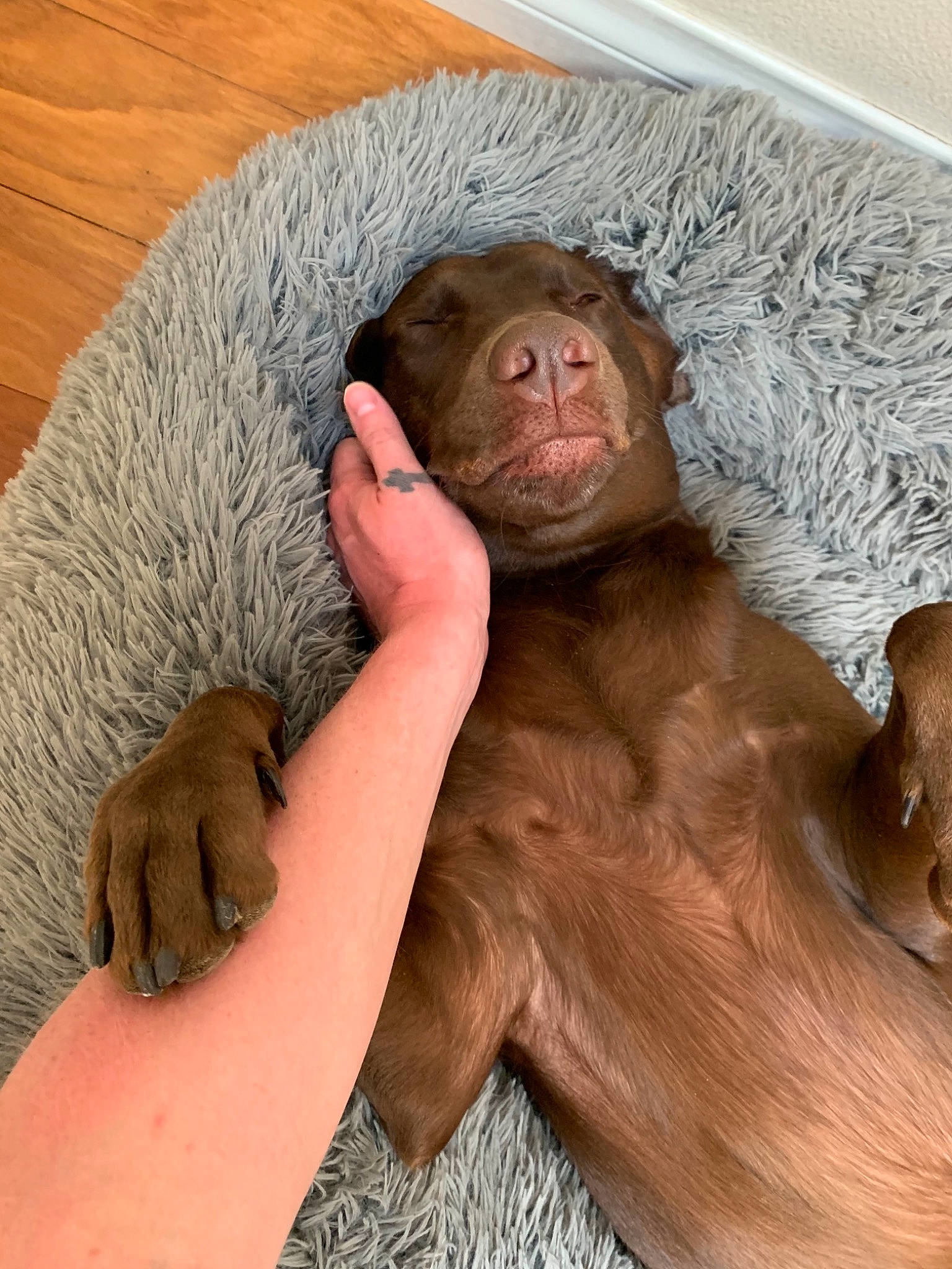 Bailey is registered to the contest to win money with this photo: beard, chest, comfort, companion_dog, elbow, facial_hair, flesh, fur, jaw, liver, macaque, meat, primate, rhesus_macaque, snout, sporting_group, terrestrial_animal, whiskers, wildlife, wrinkle