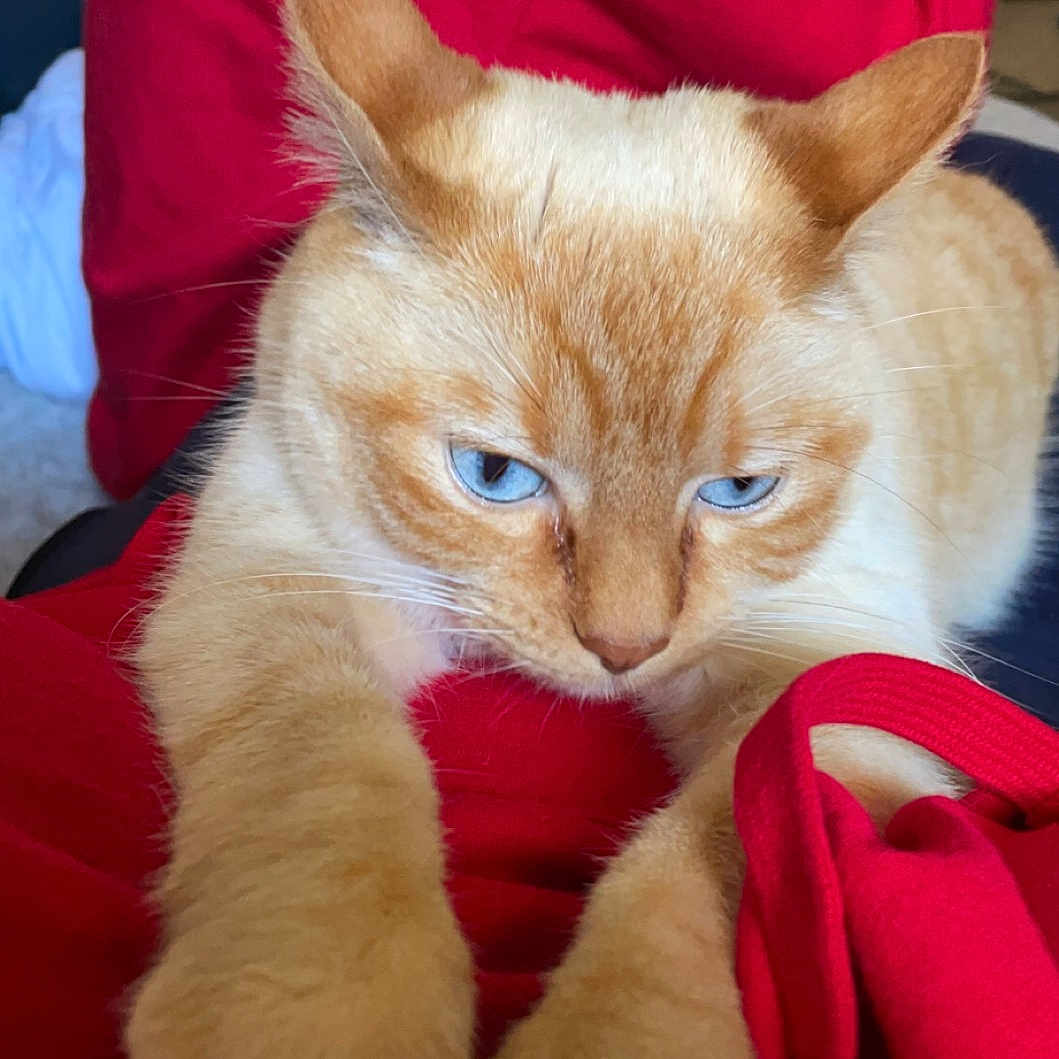 Globule participe au concours pour gagner de l'argent avec cette photo : abyssinian, animal, bed, bedroom, blanket, cat, couch, cushion, face, furniture, head, homedecor, indoors, kitten, person, pet, photography, portrait, quilt, siamese