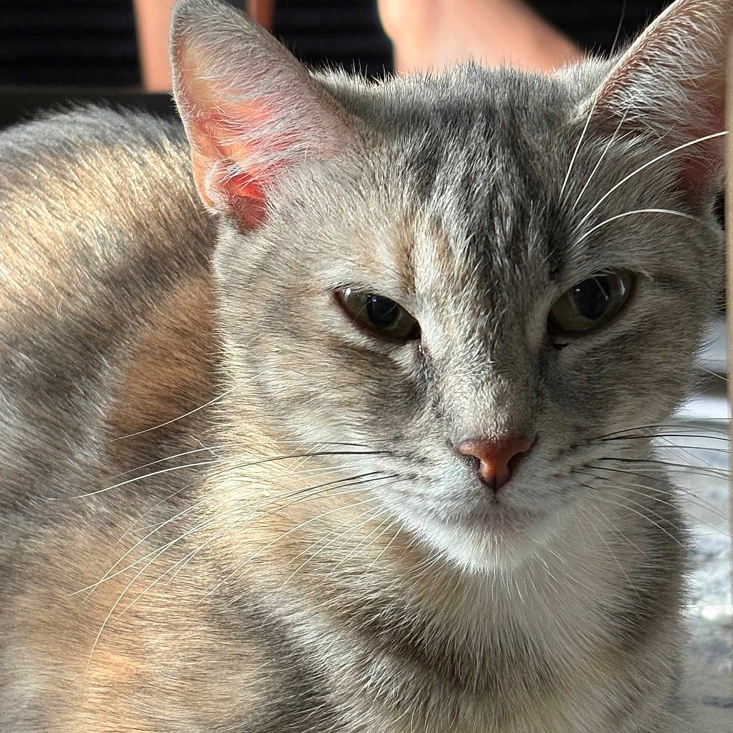 Indica